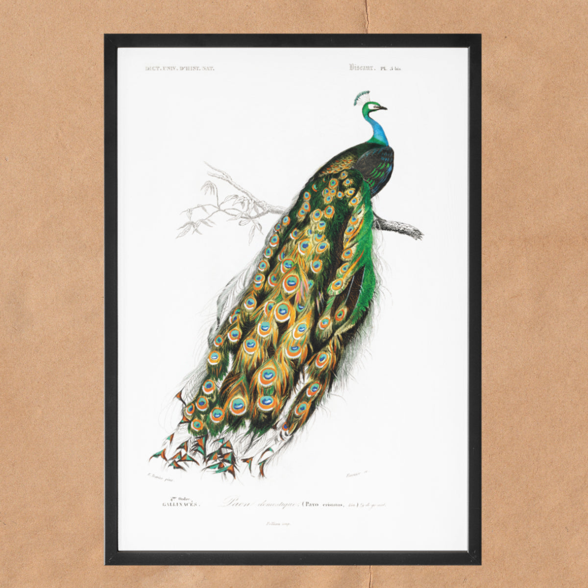 Indian peafowl - Pavo Cristatus