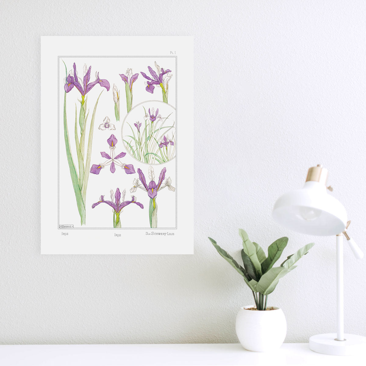 Iris - #1
