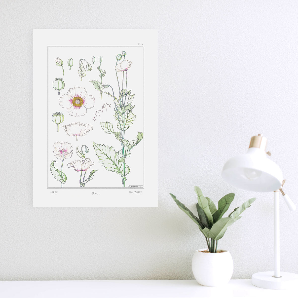 Pavot (Poppy) - #4