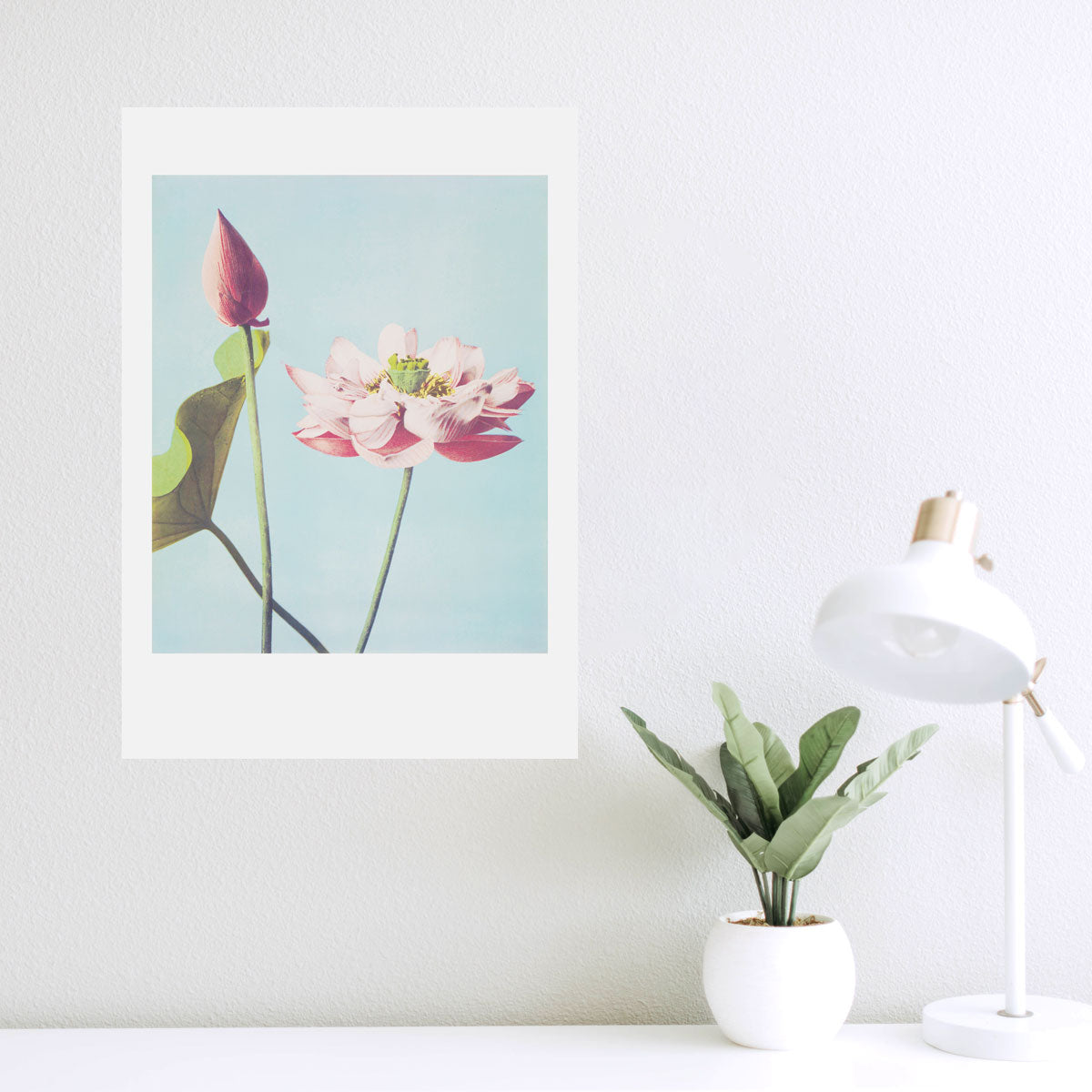 Lotus Flowers