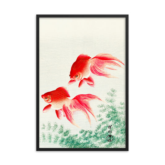 Two veil goldfish