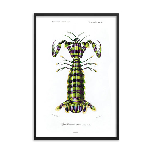 Giant Mantis Shrimp