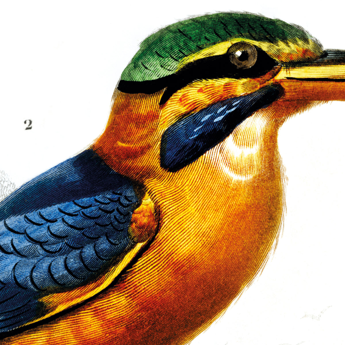 Two Birds