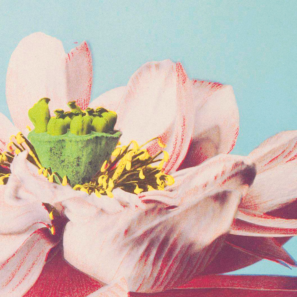 Lotus Flowers