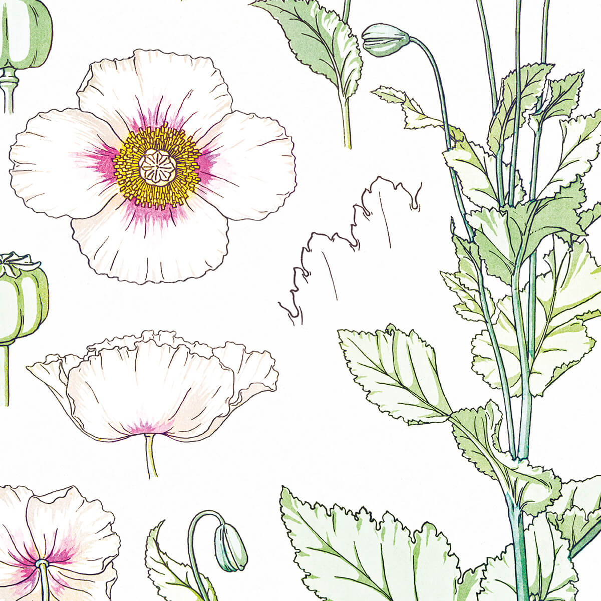 Pavot (Poppy) - #4