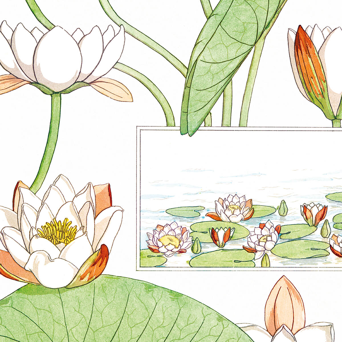 Nenuphar (Water-Lily) - #7