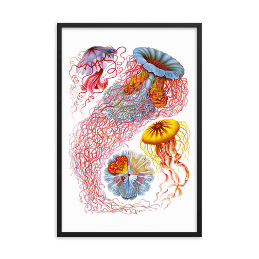 Discomedusae – Jellyfish
