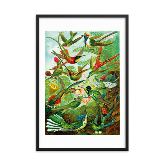 Trochilidae - Hummingbirds