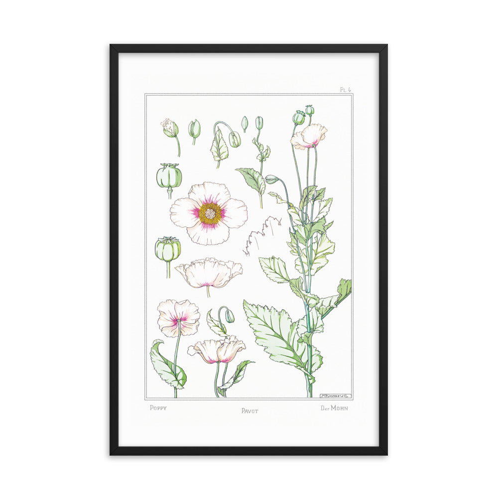 Pavot (Poppy) - #4