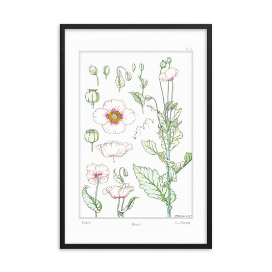 Pavot (Poppy) - #4