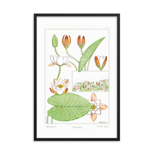 Nenuphar (Water-Lily) - #7