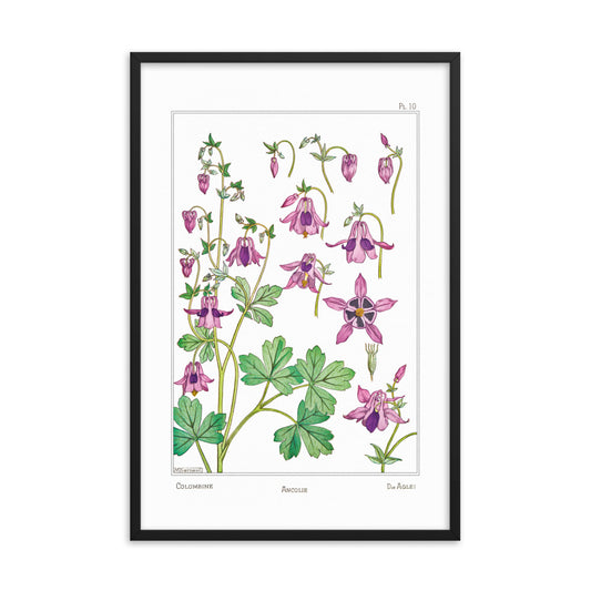 Ancolie (Columbine) - #10