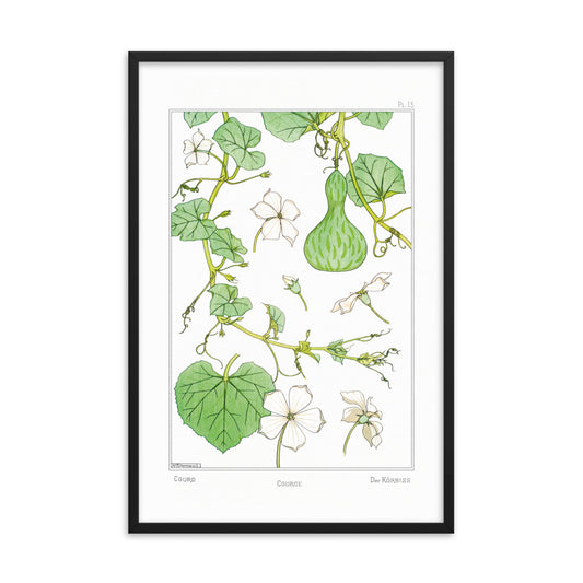 Courge (Courd) - #13