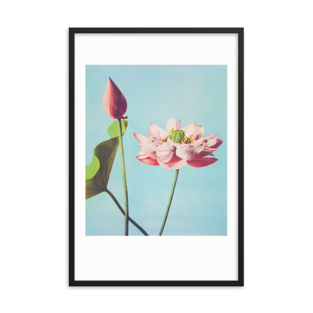 Lotus Flowers