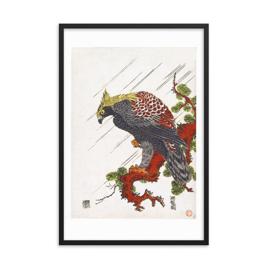 Eagle on pine branch in rain