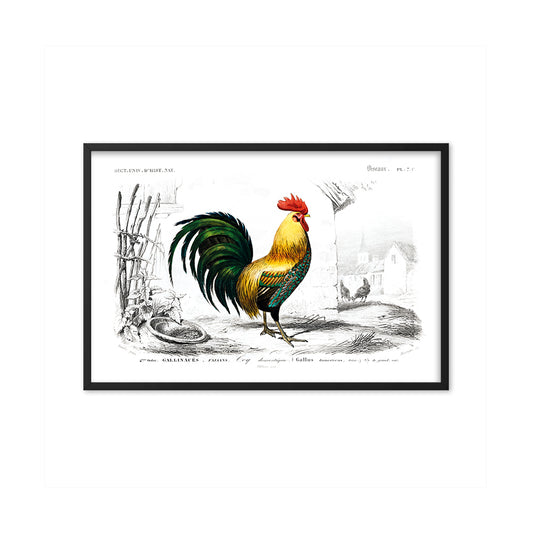 Gallus