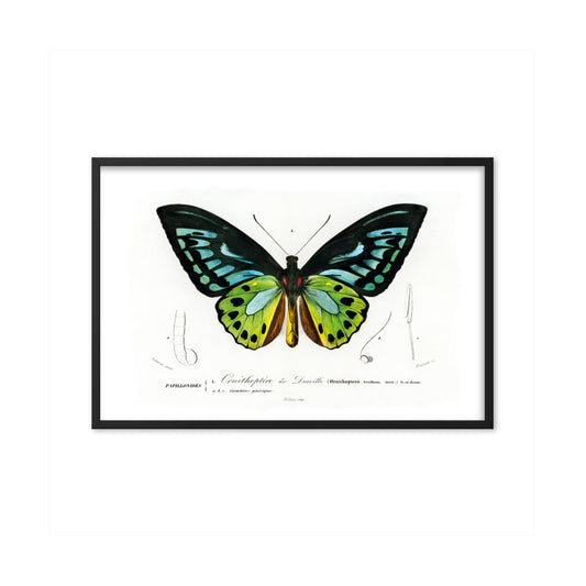 Green Birdwing