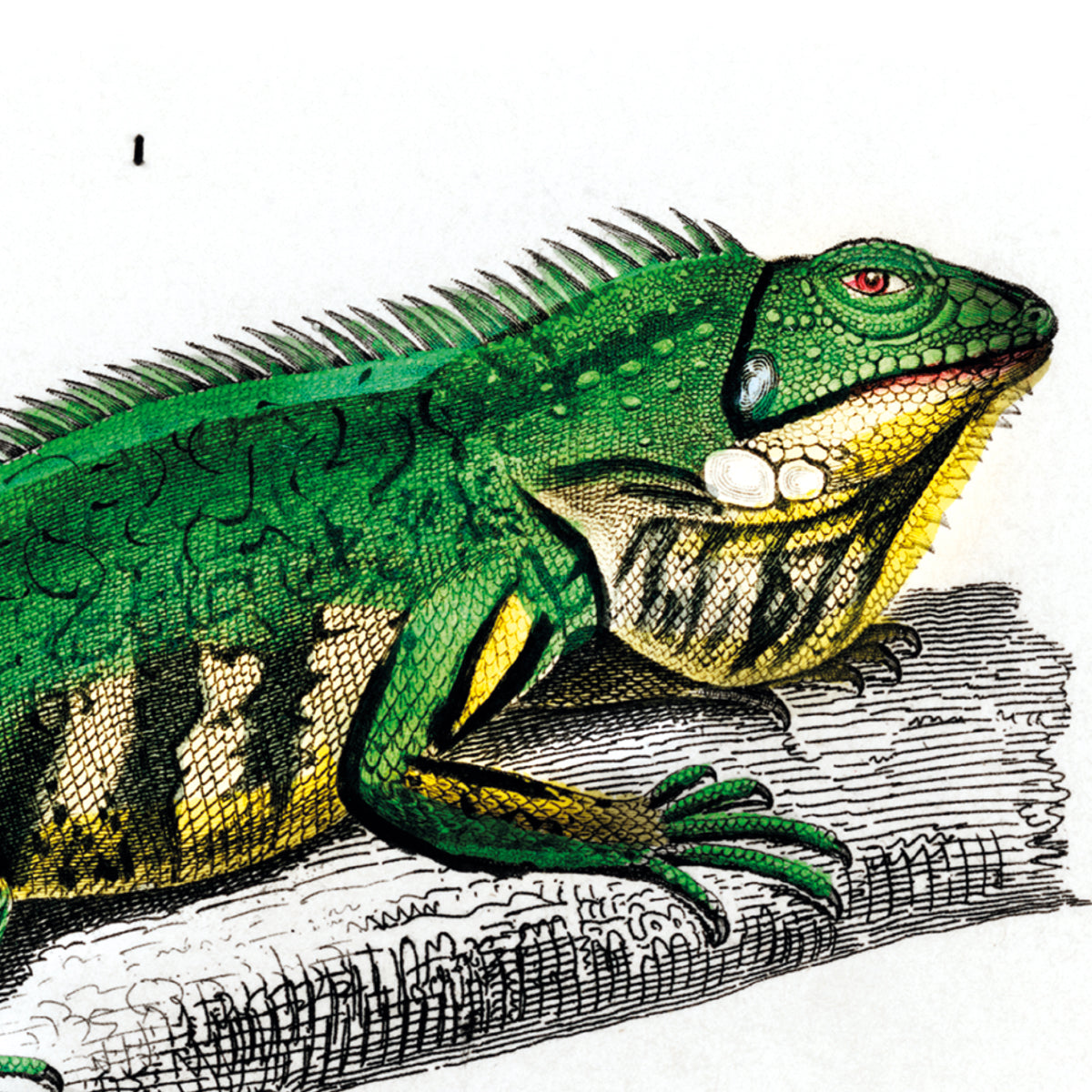 Green Lizard