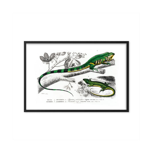 Green Lizard
