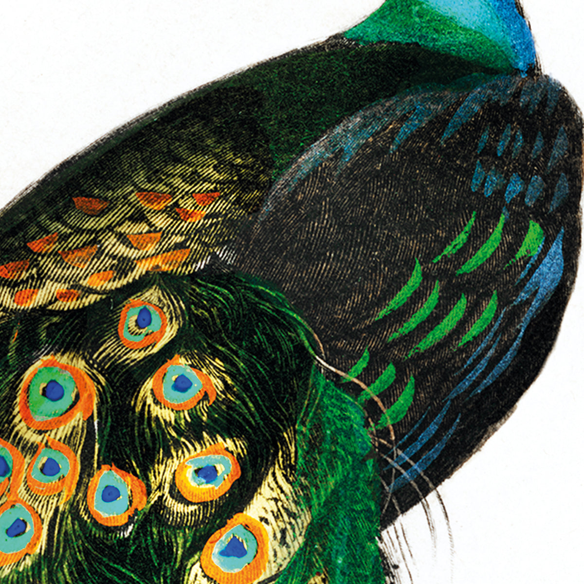 Indian peafowl - Pavo Cristatus 