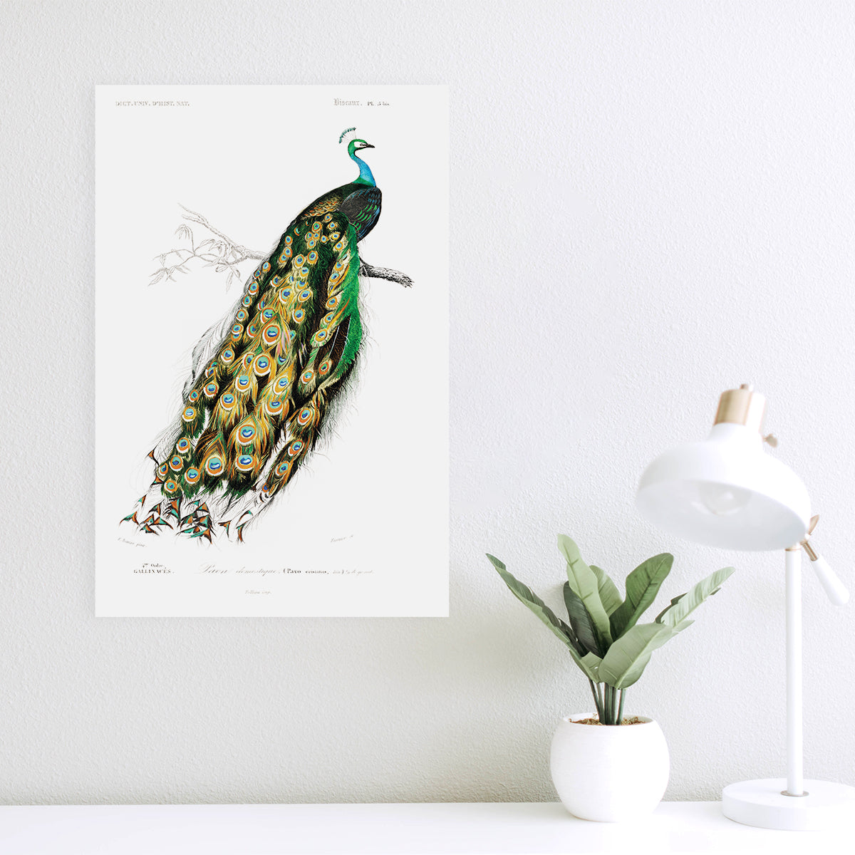Indian peafowl - Pavo Cristatus 