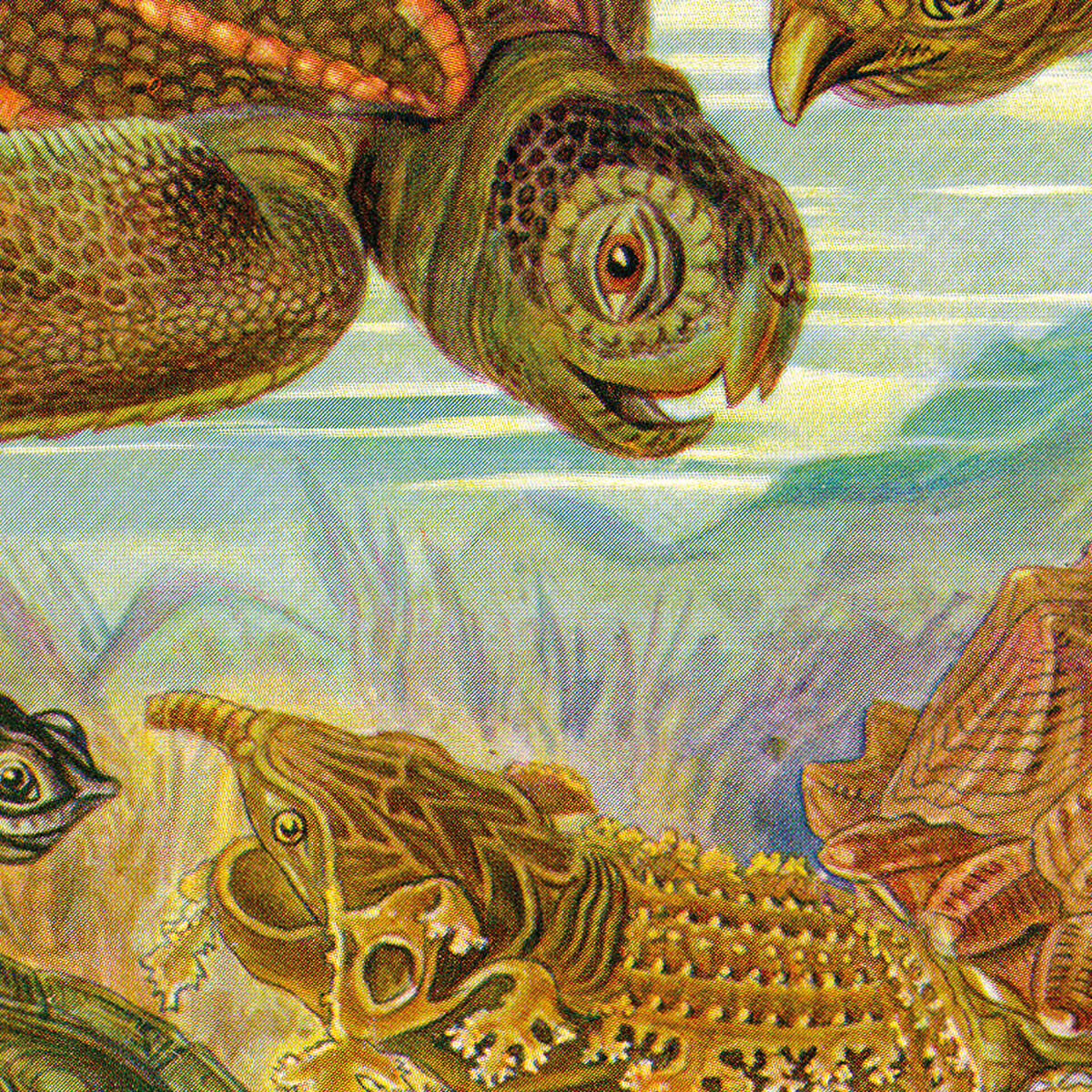 Chelonia - Turtles