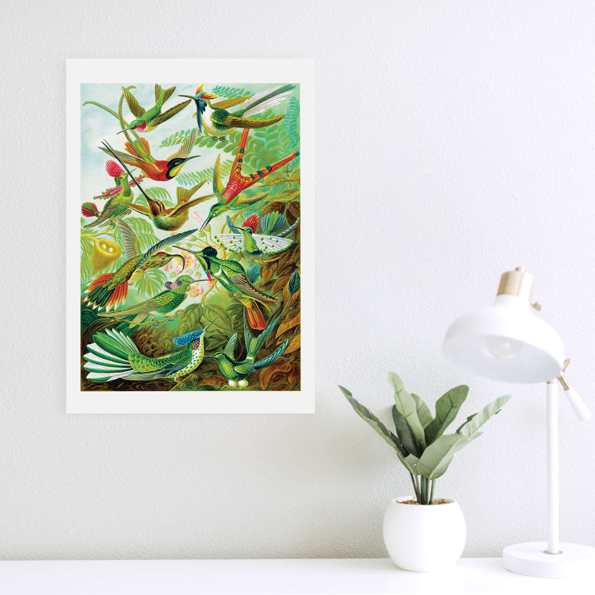 Trochilidae - Hummingbirds